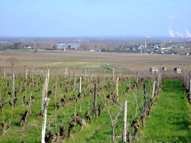 Vue générale de Souzay dans son vignoble (au fond le panache de vapeur situe la centrale nucléaire de Chinon) - Souzay-Champigny (49400) - Maine-et-Loire