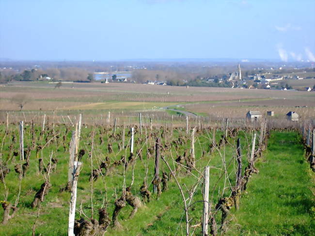 RANDONNÉE PÉDESTRE DANS LE VIGNOBLE