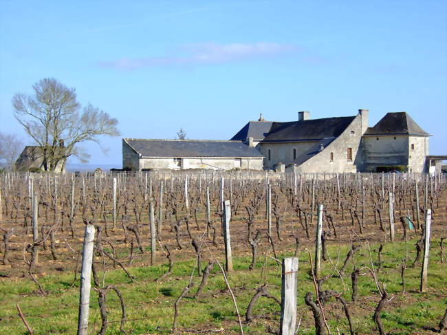 Sur le plateau viticole, à la limite de Parnay - Turquant (49730) - Maine-et-Loire