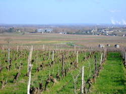 photo RANDONNÉE PÉDESTRE DANS LE VIGNOBLE