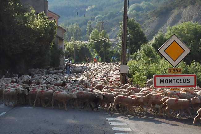 Transhumance d'un troupeau de brebis arrivant à Montclus - Montclus (05700) - Hautes-Alpes