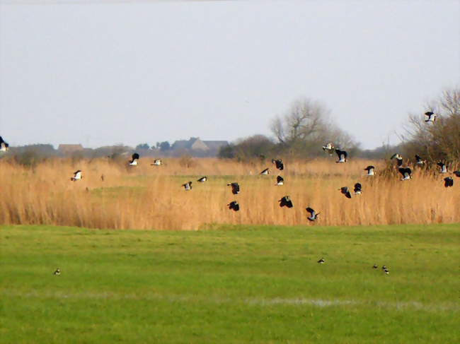 Les marais de Varreville - Saint-Germain-de-Varreville (50480) - Manche