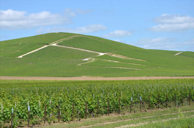 Les vignobles de Champagne qui dominent le village - Ay (51160) - Marne
