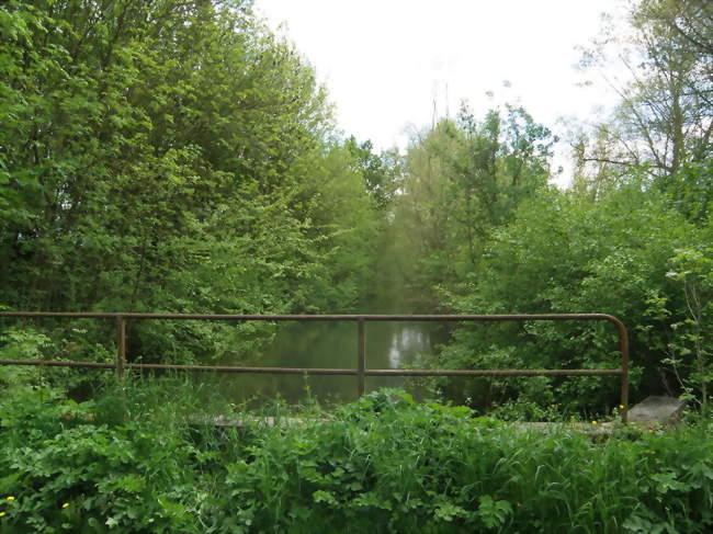 Le canal du Docteur, à Bagneux - Bagneux (51260) - Marne