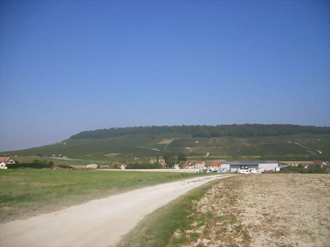 Le village est dominé par la Côte des blancs - Bergères-lès-Vertus (51130) - Marne