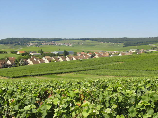 Le quartier de la Terre du Crayon, vu depuis le vignoble - Dizy (51530) - Marne