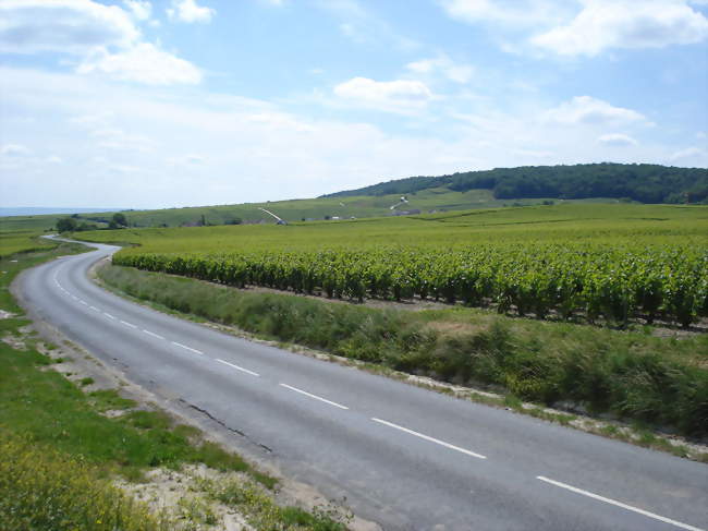Les vignes au pied de la Montagne de Reims, à Trépail - Trépail (51380) - Marne