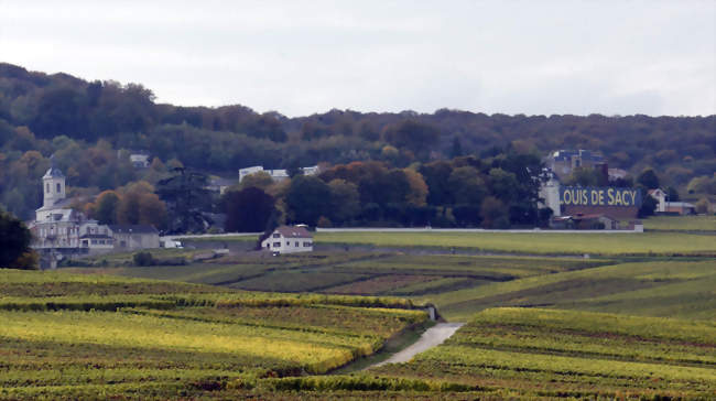 Le village adossé à la Montagne de Reims entre vigne et forêt - Verzy (51380) - Marne