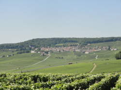 Visite du vignoble - Champagne DAGONET