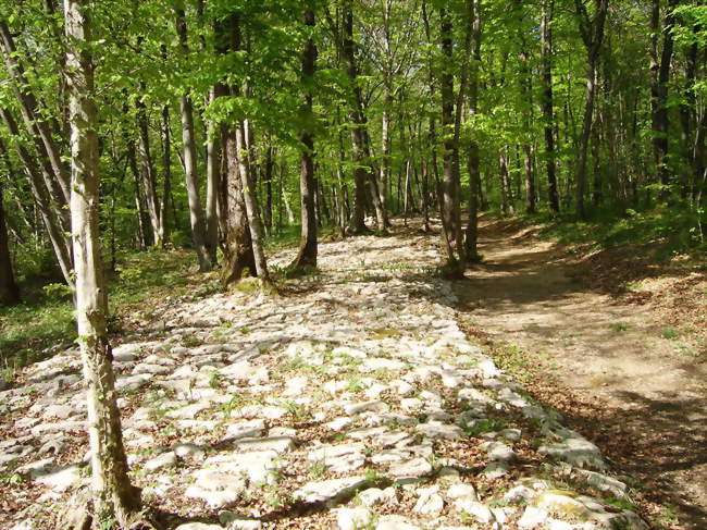 Tronçon de voie romaine à Faverolles - Faverolles (52260) - Haute-Marne