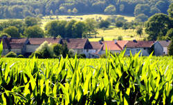 photo Nijon
