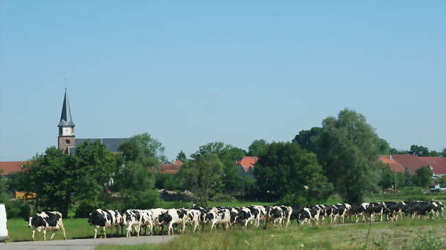 Sortie des vaches - Ancerviller (54450) - Meurthe-et-Moselle