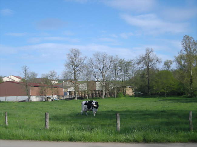 Élevage à Bralleville - Bralleville (54740) - Meurthe-et-Moselle