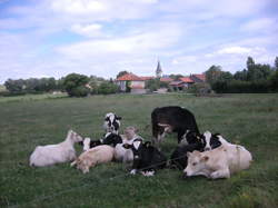 photo Gélacourt