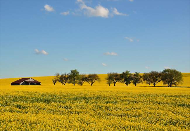 Printemps à Autrécourt-sur-Aire - Autrécourt-sur-Aire (55120) - Meuse