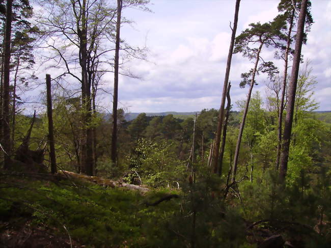 Vue de la forêt d'Offwiller - Goetzenbruck (57620) - Moselle