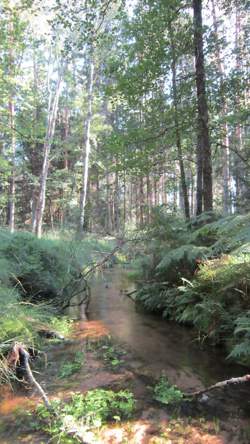 photo BALADE NATURE : INITIATION A LA BOTANIQUE