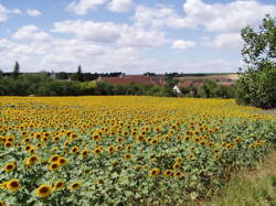 photo Repas champêtre