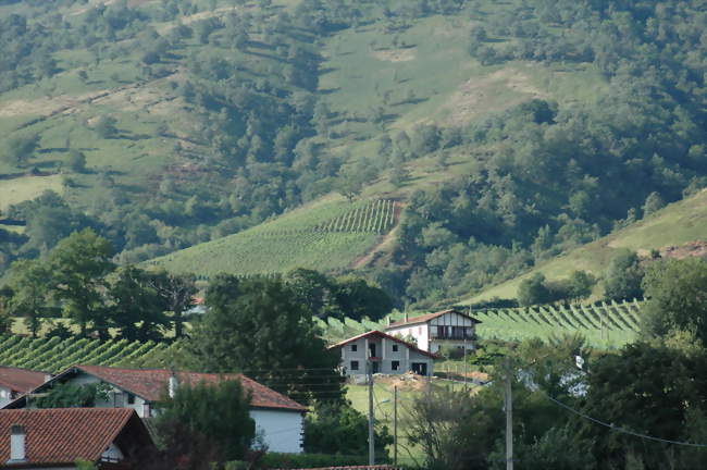 Le vignoble - Irouléguy (64220) - Pyrénées-Atlantiques