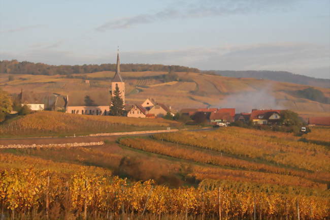 Blienschwiller et son vignoble en automne Derrière le village, le grand cru Winzenberg - Blienschwiller (67650) - Bas-Rhin