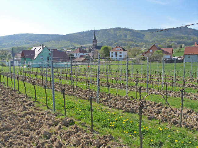 Le village et son vignoble - Cleebourg (67160) - Bas-Rhin