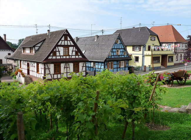 Maisons à colombages et vignes à flanc de terrasse - Soufflenheim (67620) - Bas-Rhin
