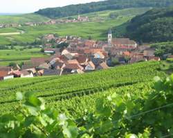 Dîner au cœur du vignoble au Domaine Sohler