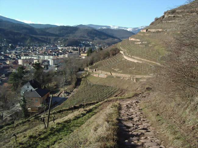 Ville et vignoble - Guebwiller (68500) - Haut-Rhin