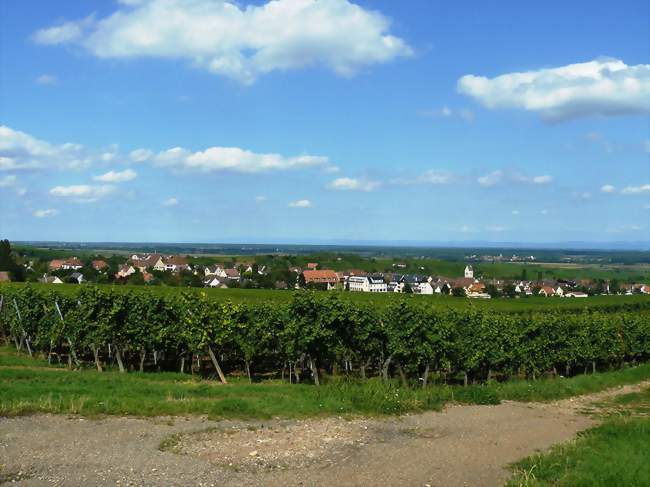 Atelier de dégustation : les sens en folie - Domaine Specht