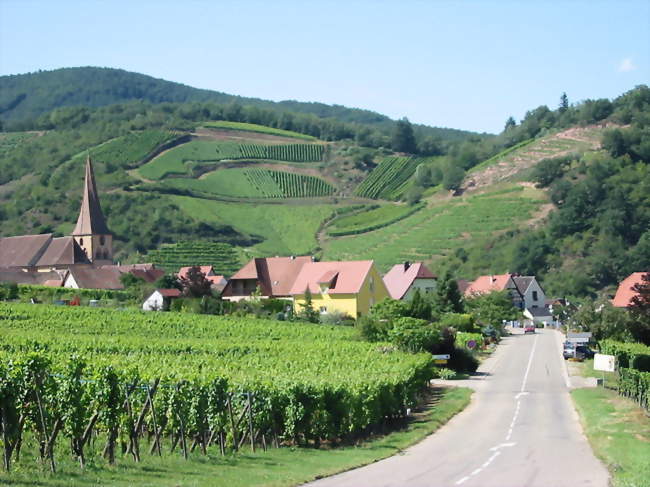 En venant de Turckheim - Niedermorschwihr (68230) - Haut-Rhin