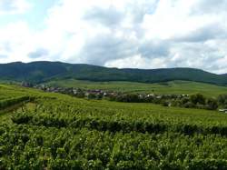 photo Pique-nique chez le Vigneron- Domaine Vielweber