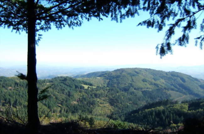 Côté nord du mont Chatard - Ternand (69620) - Rhône