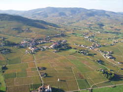 Vis ma vigne FAMILY - Les vendanges