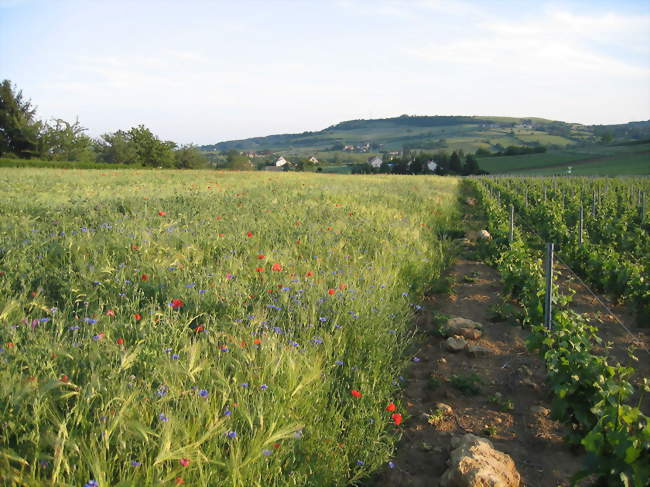 Vignes et céréales - Bissey-sous-Cruchaud (71390) - Saône-et-Loire