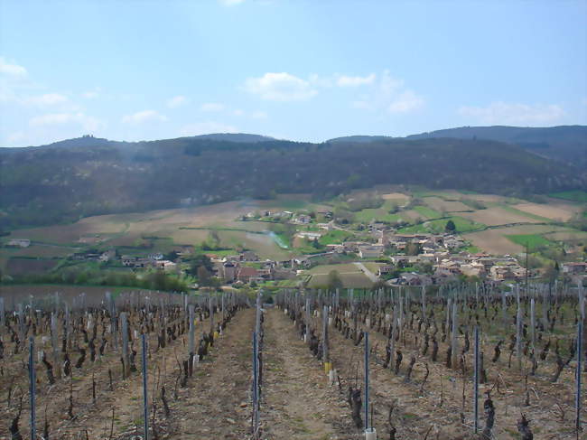 Randonnée la marche des Vendanges à Leynes