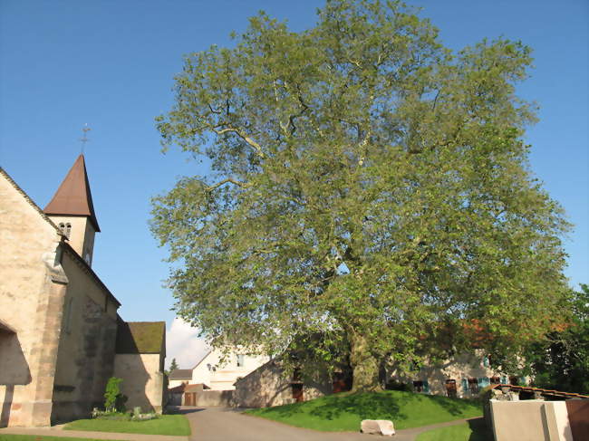Le platane près de l'église - Préty (71290) - Saône-et-Loire