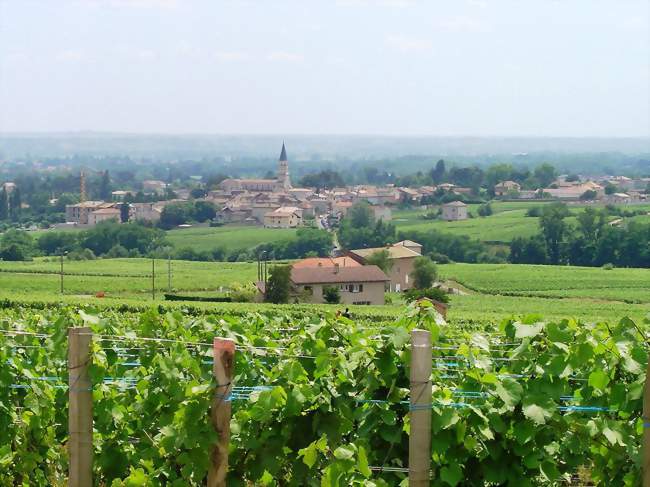 Le vignoble de Romanèche-Thorins - Romanèche-Thorins (71570) - Saône-et-Loire