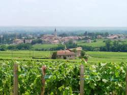 photo Verticale de Moulin-à-Vent autour d'un déjeuner vigneron