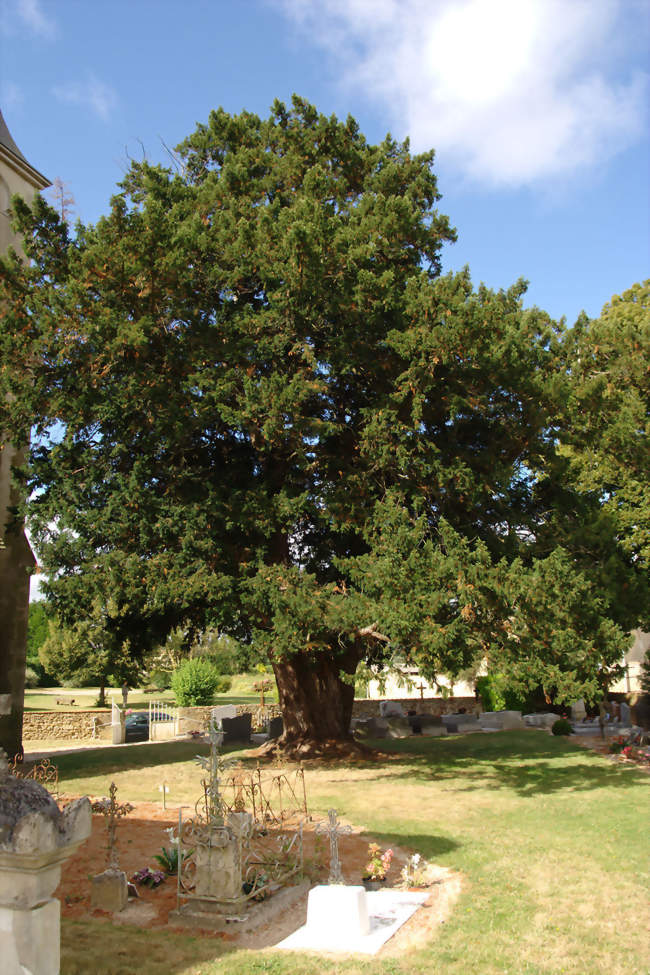 L'if millénaire, labellisé Arbre remarquable - Jauzé (72110) - Sarthe