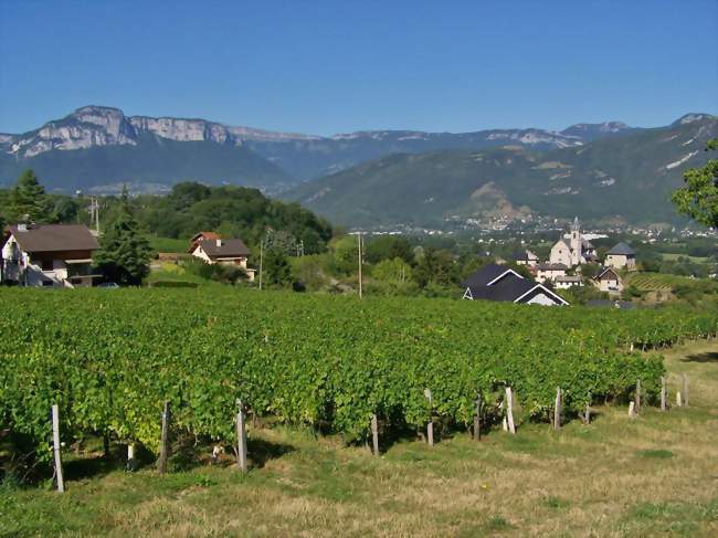 Vignobles et église de Saint-Baldoph en été - Saint-Baldoph (73190) - Savoie