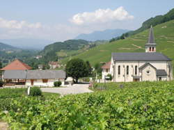 photo Ouvrier viticole / Ouvrière viticole