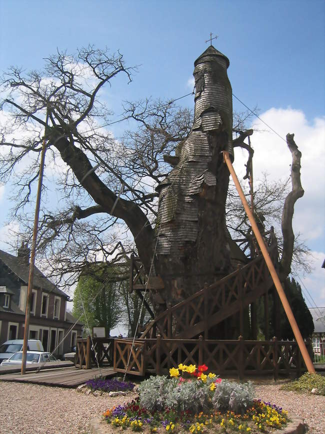 Chêne millénaire dAllouville-Bellefosse - Allouville-Bellefosse (76190) - Seine-Maritime