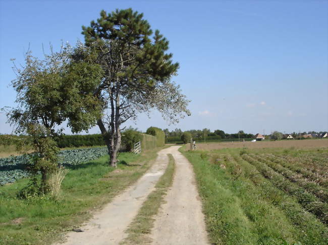 Le plateau entre le village et la mer - Octeville-sur-Mer (76930) - Seine-Maritime