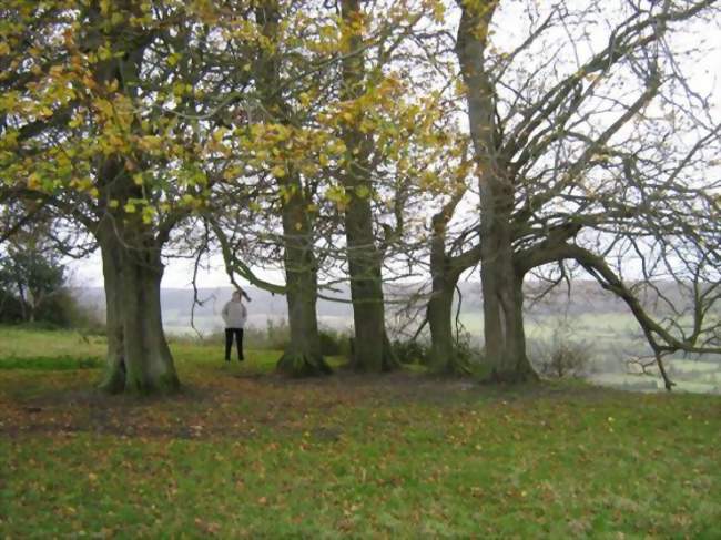 Les arbres des condamnés - Saint-Martin-le-Gaillard (76260) - Seine-Maritime