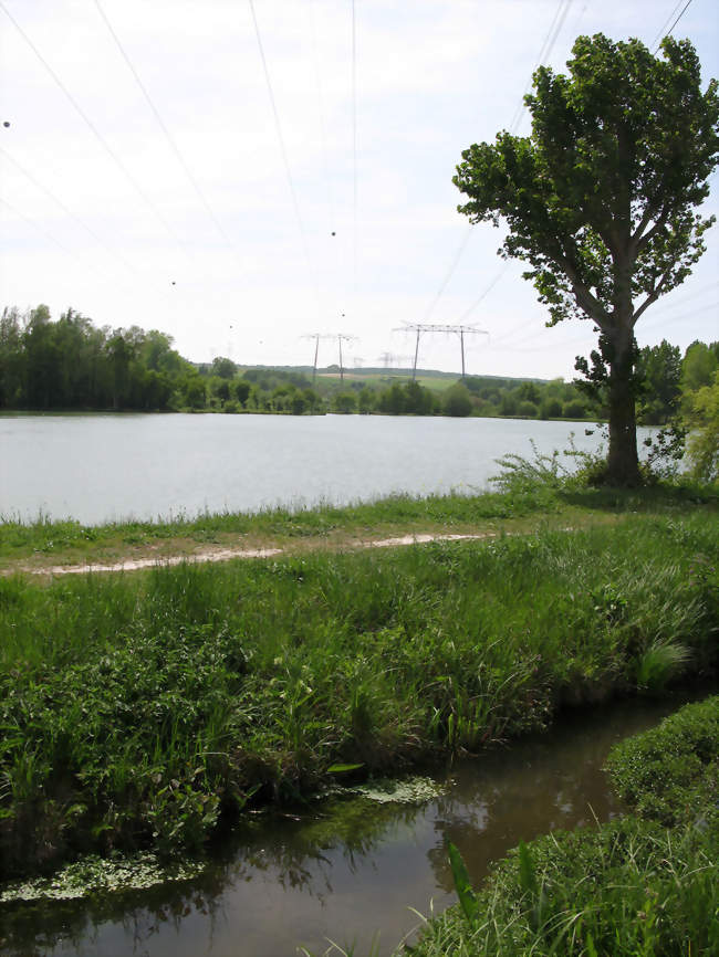 Une vue du marais - Arguves (80730) - Somme