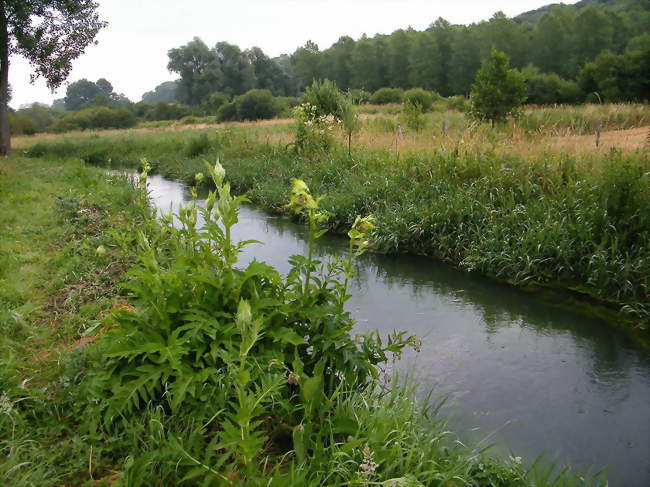 La Trie à Cahon où se plait le cirse maraîcher - Cahon (80132) - Somme