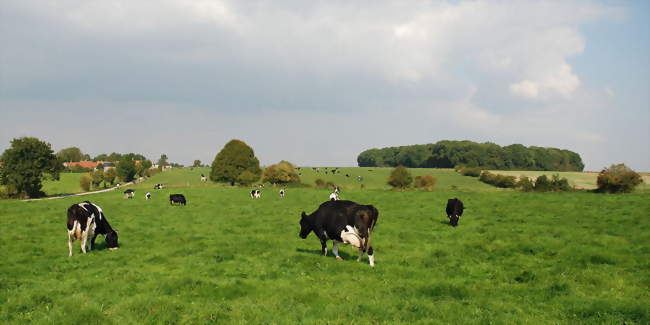 Paysage de Noyelles - Noyelles-sur-Mer (80860) - Somme