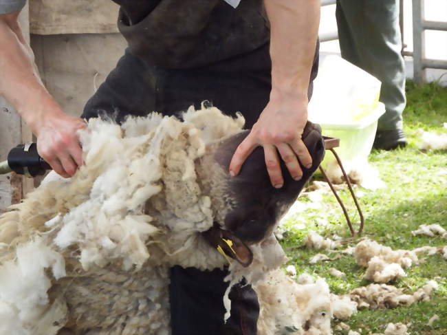 Démonstration de la tonte des moutons lors de la fête de la nature le 15 juin 2013 à Morlay-Ponthoile - Ponthoile (80860) - Somme
