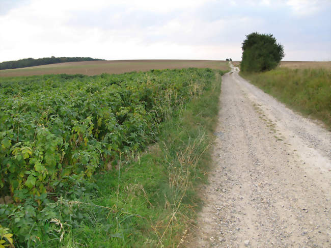 La Chaussée Brunehaut, venant de Saint-Ouen, s'éloigne de la vallée de la Nièvre et monte en direction de Surcamps - Surcamps (80620) - Somme