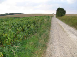 photo Surcamps